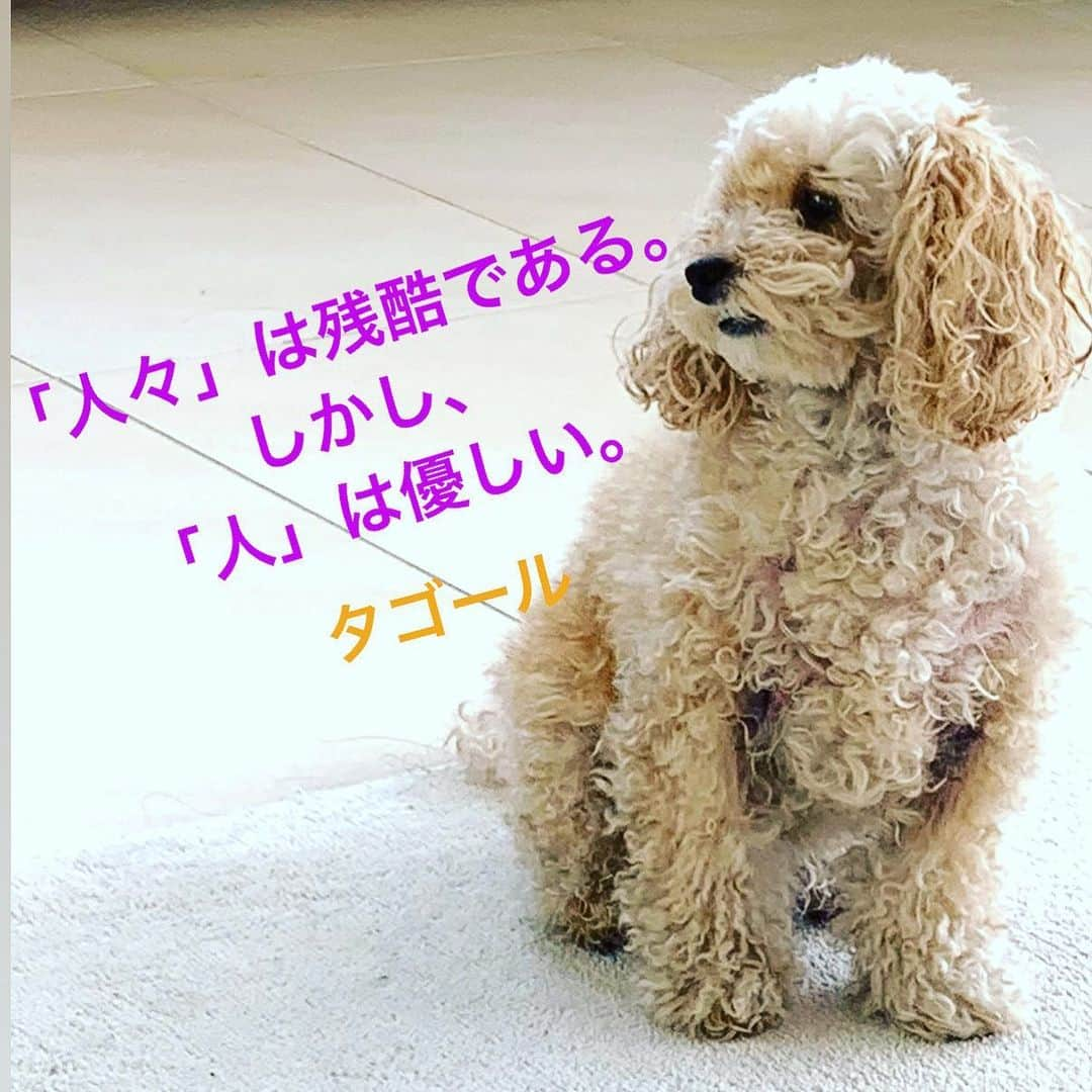 川井郁子さんのインスタグラム写真 - (川井郁子Instagram)「#タゴール　#インドの詩人　#ハートストリングス　#ニッポン放送　#トイプードルの洗いっぱなし　#川井郁子　#stayhome」5月7日 21時52分 - ikukokawai_vn