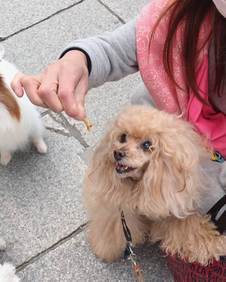 Toypoodle Mikuru?Asakusa Tokyoのインスタグラム：「20200508 Friday. Good morning! Friends 💖 肉肉肉肉🍖肉活 .  肉活ではベストポジションを必ずキープ😥 ごちそうさまが嫌いで エンドレスオニクキボンヌ🤤 . ❶❷ 肉活動画 オニクが好きが止まらない ❹ 立ち食い ❺ じゃあね〜👋🏻 . #浅草寺 #朝活 は #肉活 . 今日も元気なみきゅるんです😄」