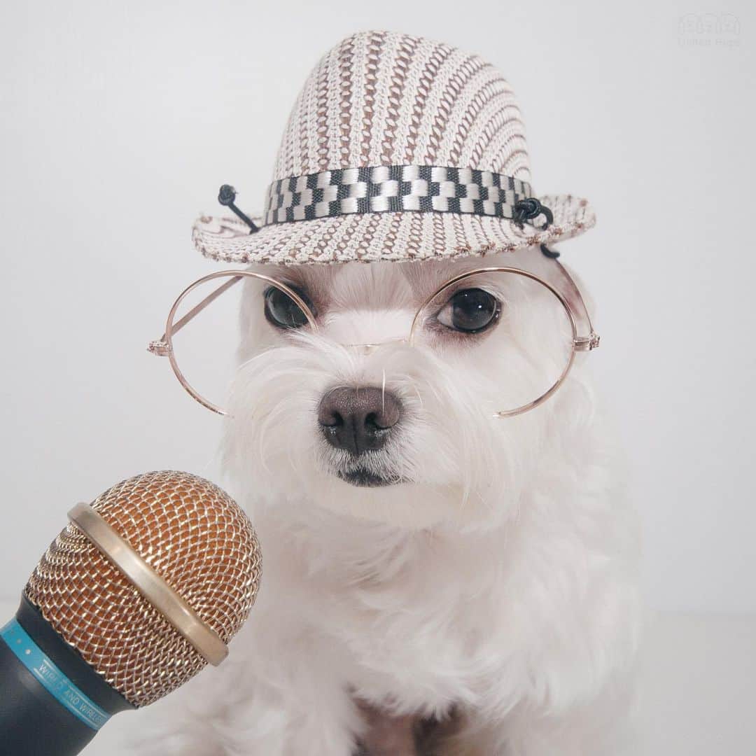 hi.arodのインスタグラム：「Want to sing a song for you all! Any song suggestions? 🎤🕺🏻 ・・・ #letmesingforyou#lovesinging#singing🎤#ilovesinging#microphone#suggestions#pickasong#singasong#singasong🎤🎶#doghat#dogsinhats#dogglasses#ohmydog#dailywoof#littledogsofinstagram#dogattitude#everypawdy#iwanttobeastar#iamastar#maltese#malteselove#maltesegram#maltesedog#malteselife#malteselovers#malteseofinstagram」
