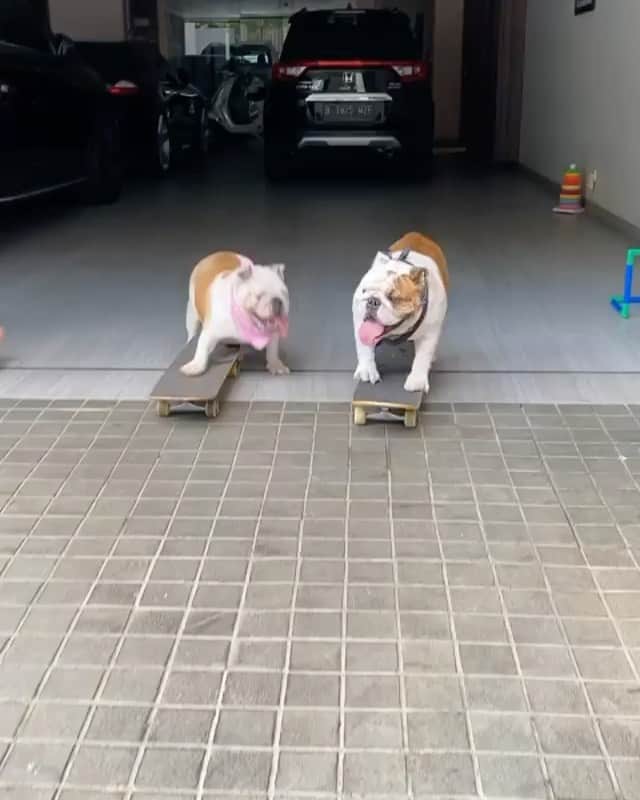 DogsOf Instagramのインスタグラム：「“Sweet Revenge, Lingie’s Turn To Skate-Jacking Pao! 😂🛹💥👻💖” writes @bull_pao  #dogsofinstagram」