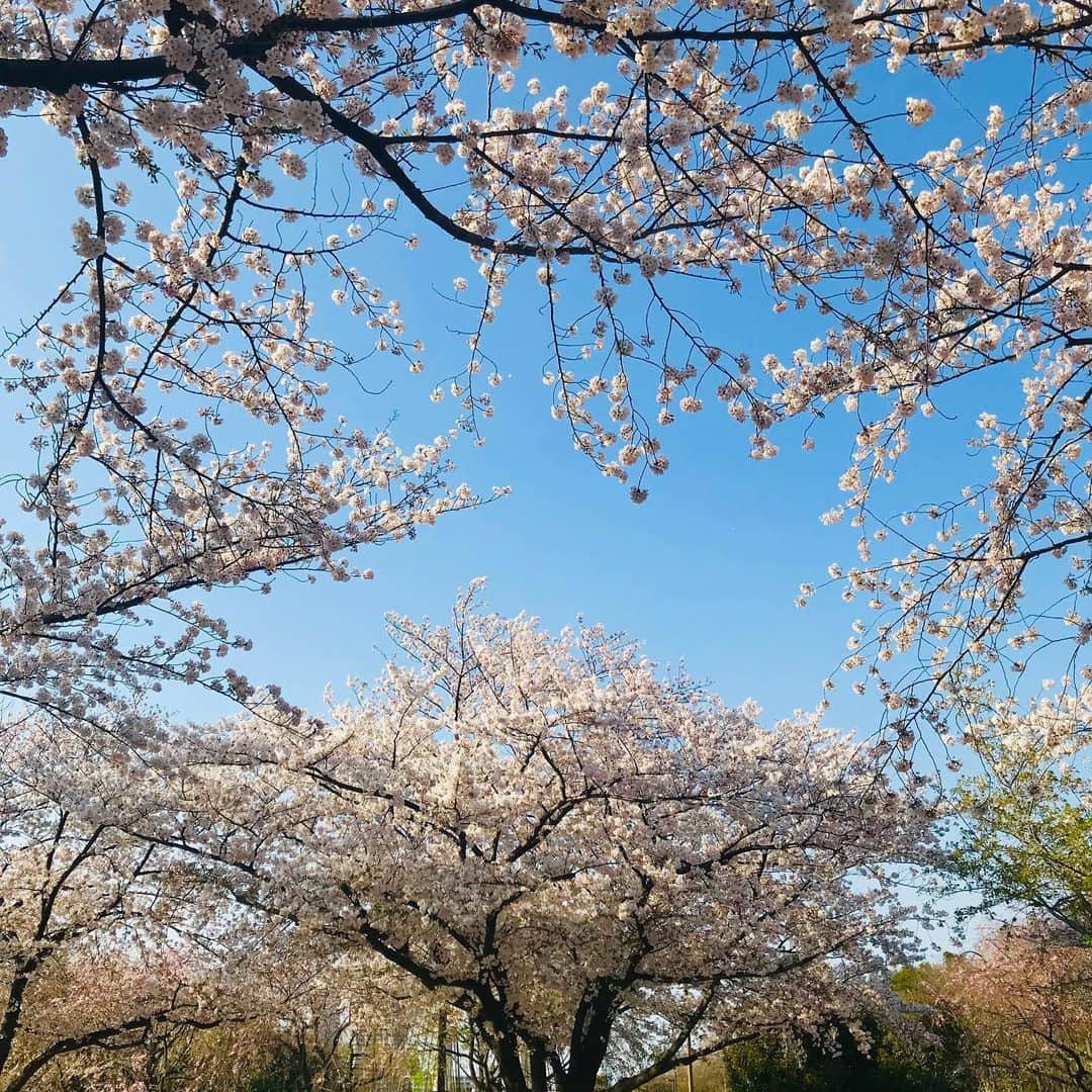 山口未来のインスタグラム：「. 2月末に自粛が始まってから 数回出勤して、 4月あたまには旦那さんもお仕事自粛。 . 月6日休みくらいで生活してた わたしたちにとっては 初めてこんなに毎日一緒にいる日々。 もっとケンカするかと思ったけど 全然そんなこともなく あと1ヶ月の自粛期間ものんびり過ごせそうです。 旦那さんがしっかり主夫してくれるから わたしは好きなものを好きなときに作るだけ😚 . そろそろぷくぷくボディをなんとかせねば！🤤」