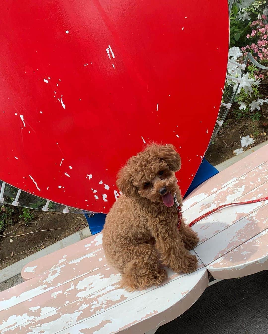 水川スミレさんのインスタグラム写真 - (水川スミレInstagram)「My love 😍 #dog #dogstagram」5月8日 1時09分 - mizukawasumire