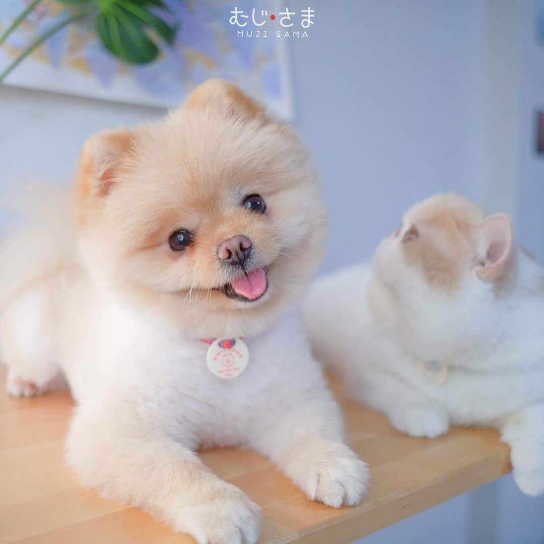 むじさまさんのインスタグラム写真 - (むじさまInstagram)「My new super cute tag 🏷 @doggupets #mujisama #doggupets」5月8日 1時15分 - mujisama