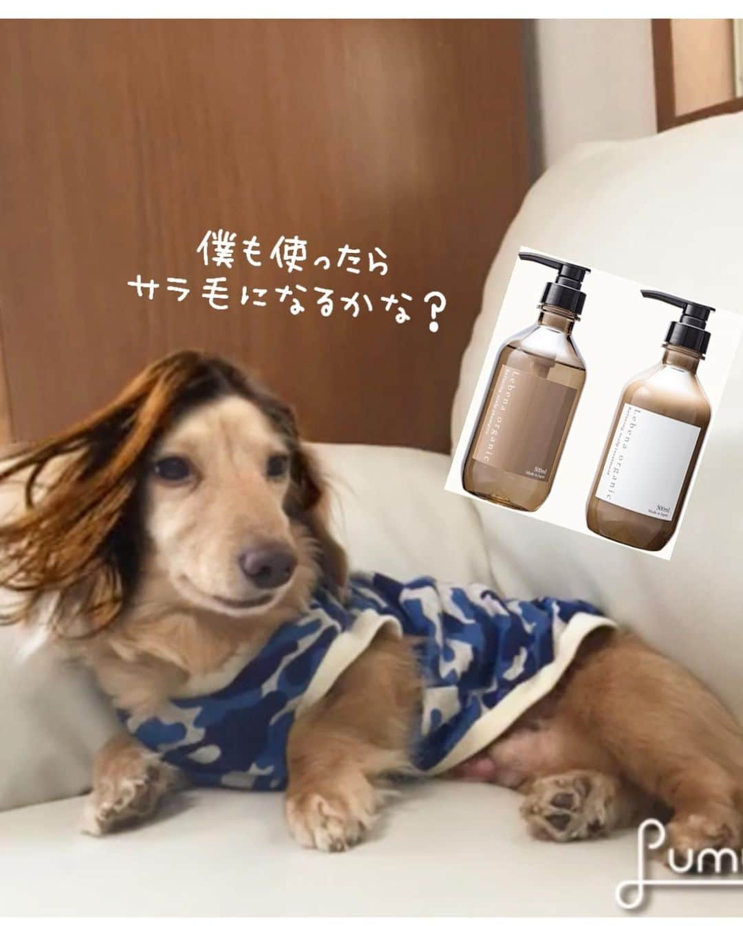 チズさんのインスタグラム写真 - (チズInstagram)「ロングヘアー大好きな飼い主💇‍♀️ 毎日使うものだから… 髪に少しでも優しくいいモノを💕 自然と心がほころぶ心地よさ🌱 国産オーガニックシャンプー🧴 泡立ちよくて💯香りもgood😍 オススメですょ〜🙆‍♀️ @lebenaorganic  #オーガニックシャンプー #オーガニックコスメ #ヘアケア #美髪トリートメント  #スカルプシャンプー #ノンシリコンシャンプー #ノンシリコン #ダメージ補修 #レベナオーガニック #レベナ #頭皮ケア #おうち美容  #Mダックス#ダックス#ミニチュアダックス #親父犬#シニア犬#ミニチュアダックスフンド #ミニチュアダックスクリーム#短足部 #短足犬#カニンヘンダックス #ダックス14歳#カニンヘンダックスフンド#犬は家族#犬のいる生活#インスタでわんこみるのが日課 ♡♡ ⚠️わんこ🐶用シャンプーではありません😅」5月8日 1時57分 - sqi.chizu