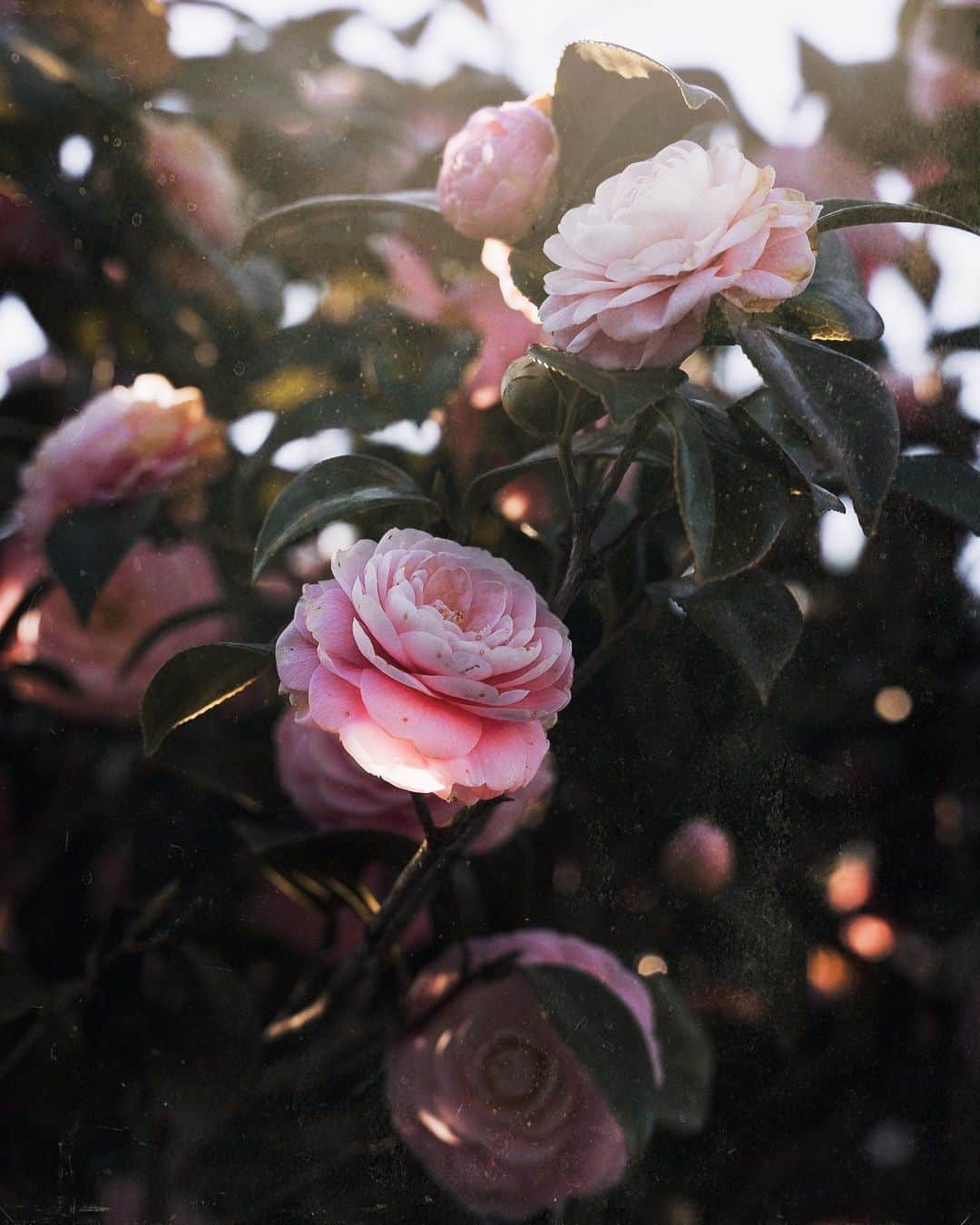 柳澤麻衣さんのインスタグラム写真 - (柳澤麻衣Instagram)「These are the camellias in my garden that bloomed last month💓」5月8日 2時14分 - toile_blanche