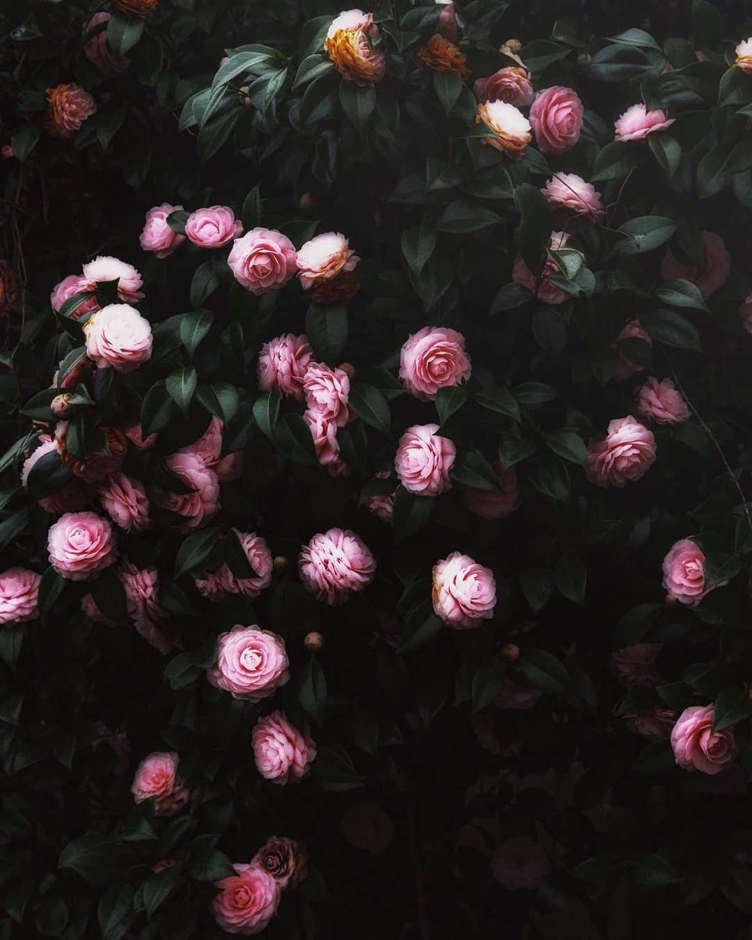 柳澤麻衣のインスタグラム：「These are the camellias in my garden that bloomed last month💓」