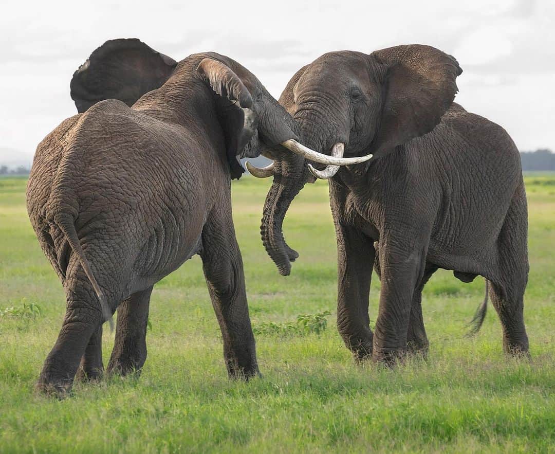 Chase Dekker Wild-Life Imagesのインスタグラム：「These two bull elephants were having a little bit of fun sparring with one another during an evening outing in Amboseli. While at times it looked like the intensity was rising, they would disengage from one another as if they knew how to keep it from escalating into something more serious. Real battles by bull elephants are full of raw power and emotion as the sound of trumpeting and clashing tusks echo across the open grasslands. I have personally never witnessed a true fight for mating rights, but from watching many practice rounds, I can only imagine how fierce and powerful it could be.」