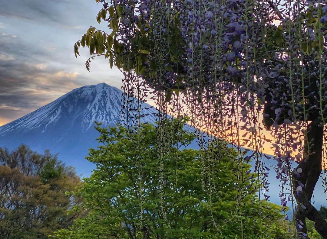 phantastic420のインスタグラム：「. 🤩🤩“Shizuoka” prefecture in Japan is a place where you can see the most “phantastic” Mt. Fuji🗻 in the world.🤩 #富士山 #mtfuji #japan #shizuoka #fujinomiya  #宮すた #miyasta @fujinomiyacity  #phantastic420photography #mostphantasticmtfuji #selamatpagi  #goodmorning  #おはようございます 😇😷😇😷😇😇😇🗻😇😷😇😇」