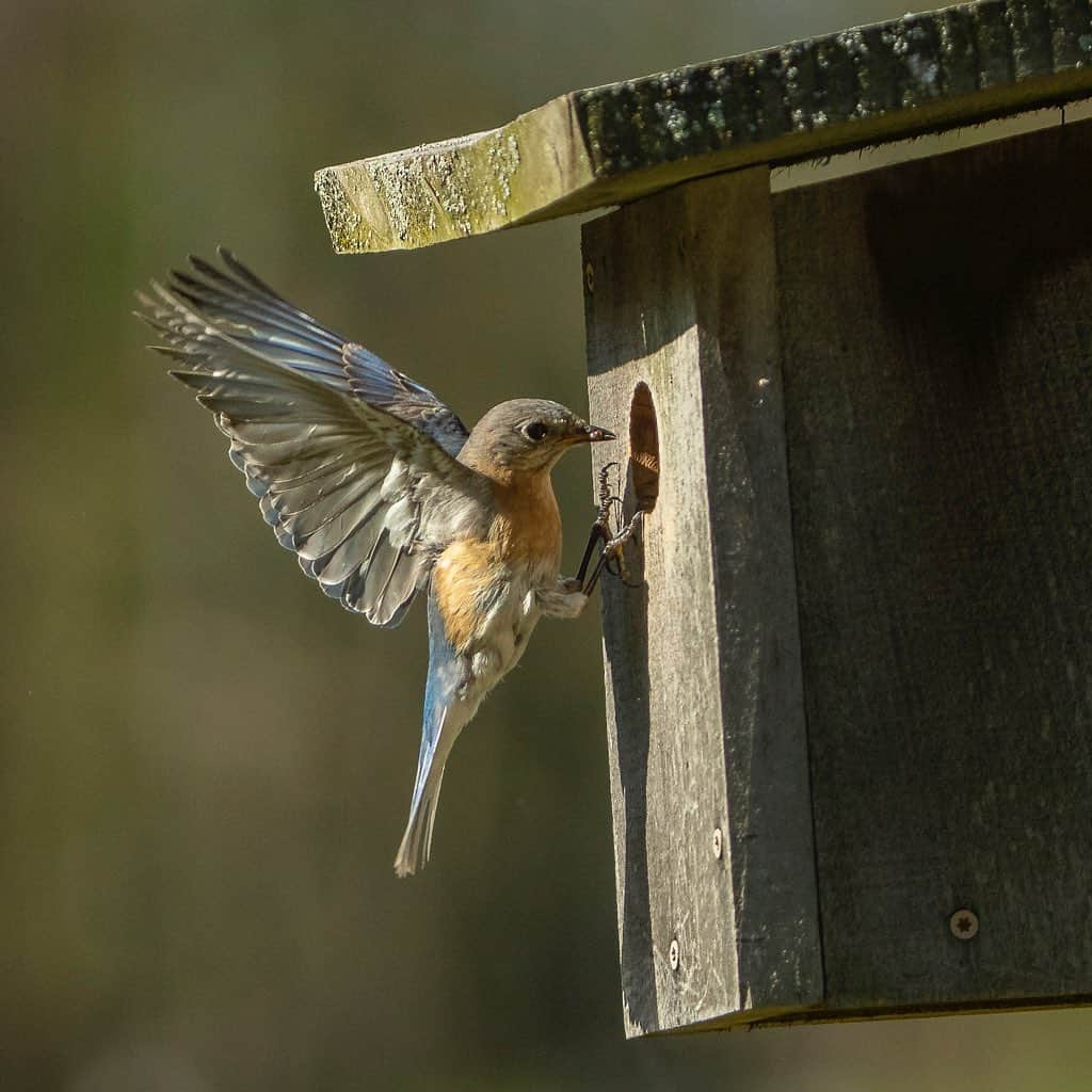 Tim Lamanさんのインスタグラム写真 - (Tim LamanInstagram)「Photos by @TimLaman.  Bluebirds are a favorite of many, and seem to be a bringer of happiness, so I hope these shots will brighten your day.  I had another fun morning photographing my local Eastern Bluebirds.  Both the male (shot 1) and the female (shot 2) are busy delivering food to the chicks.  Yesterday, I mostly saw small caterpillars.  Today, bigger prey like spiders (shot 3) and grasshoppers.  The kids must be growing fast.  When they arrived at the same time, they would take turns going in (shot 4). To get shots like this without disturbing nesting birds, it’s critical to use a blind and keep your distance.  I use the excellent ones with photographer specific features from @TragopanBlinds (shot 5). It’s also a very safe, socially isolated way to spend your mornings! #bluebird #photographyblinds #TL_WildlifePhotoTips @GitzoInspires #FramedonGitzo #massachusetts」5月8日 5時27分 - timlaman