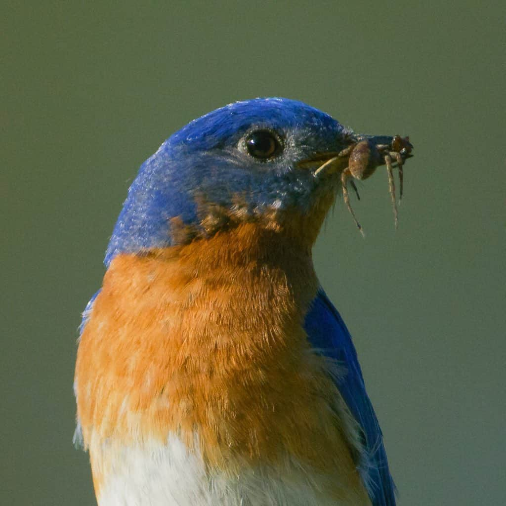 Tim Lamanさんのインスタグラム写真 - (Tim LamanInstagram)「Photos by @TimLaman.  Bluebirds are a favorite of many, and seem to be a bringer of happiness, so I hope these shots will brighten your day.  I had another fun morning photographing my local Eastern Bluebirds.  Both the male (shot 1) and the female (shot 2) are busy delivering food to the chicks.  Yesterday, I mostly saw small caterpillars.  Today, bigger prey like spiders (shot 3) and grasshoppers.  The kids must be growing fast.  When they arrived at the same time, they would take turns going in (shot 4). To get shots like this without disturbing nesting birds, it’s critical to use a blind and keep your distance.  I use the excellent ones with photographer specific features from @TragopanBlinds (shot 5). It’s also a very safe, socially isolated way to spend your mornings! #bluebird #photographyblinds #TL_WildlifePhotoTips @GitzoInspires #FramedonGitzo #massachusetts」5月8日 5時27分 - timlaman