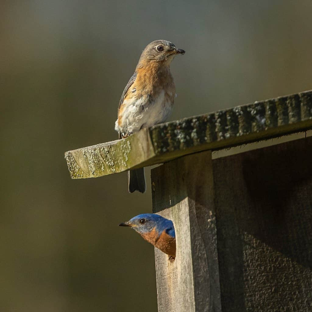 Tim Lamanさんのインスタグラム写真 - (Tim LamanInstagram)「Photos by @TimLaman.  Bluebirds are a favorite of many, and seem to be a bringer of happiness, so I hope these shots will brighten your day.  I had another fun morning photographing my local Eastern Bluebirds.  Both the male (shot 1) and the female (shot 2) are busy delivering food to the chicks.  Yesterday, I mostly saw small caterpillars.  Today, bigger prey like spiders (shot 3) and grasshoppers.  The kids must be growing fast.  When they arrived at the same time, they would take turns going in (shot 4). To get shots like this without disturbing nesting birds, it’s critical to use a blind and keep your distance.  I use the excellent ones with photographer specific features from @TragopanBlinds (shot 5). It’s also a very safe, socially isolated way to spend your mornings! #bluebird #photographyblinds #TL_WildlifePhotoTips @GitzoInspires #FramedonGitzo #massachusetts」5月8日 5時27分 - timlaman