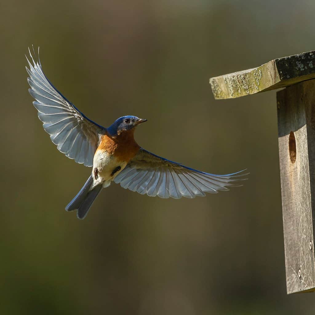 Tim Lamanさんのインスタグラム写真 - (Tim LamanInstagram)「Photos by @TimLaman.  Bluebirds are a favorite of many, and seem to be a bringer of happiness, so I hope these shots will brighten your day.  I had another fun morning photographing my local Eastern Bluebirds.  Both the male (shot 1) and the female (shot 2) are busy delivering food to the chicks.  Yesterday, I mostly saw small caterpillars.  Today, bigger prey like spiders (shot 3) and grasshoppers.  The kids must be growing fast.  When they arrived at the same time, they would take turns going in (shot 4). To get shots like this without disturbing nesting birds, it’s critical to use a blind and keep your distance.  I use the excellent ones with photographer specific features from @TragopanBlinds (shot 5). It’s also a very safe, socially isolated way to spend your mornings! #bluebird #photographyblinds #TL_WildlifePhotoTips @GitzoInspires #FramedonGitzo #massachusetts」5月8日 5時27分 - timlaman