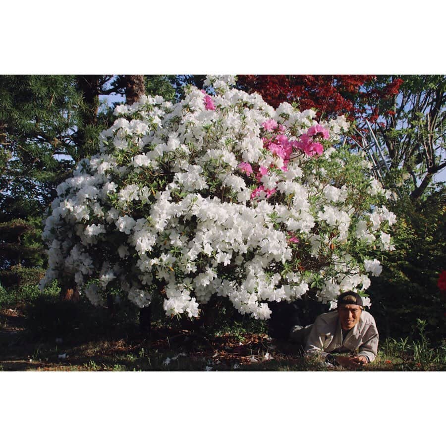 北野貴之さんのインスタグラム写真 - (北野貴之Instagram)「庭にある花の剪定です。遊びでないですよ。 花を通じての格言。 「花は一瞬にして大きくはならない。一日一夜の積み重ねの上に栄光は示すのである」 今の我が身に置き換える言葉です。 もう１つ。簡潔に。 「念ずれば花ひらく」 今日も力強く生きたくなる言葉。」5月8日 7時01分 - takashi_kitano