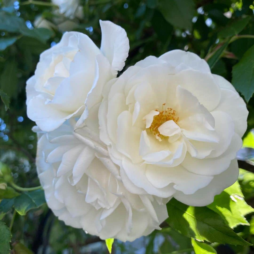 水木一郎さんのインスタグラム写真 - (水木一郎Instagram)「一昨日撮り忘れていた白い薔薇。薔薇といえば赤も良いけど白い薔薇も綺麗だね。白い薔薇の花言葉は「純潔」 ちなみに白い薔薇の蕾の花言葉は「恋をするには若すぎる」 #薔薇  #Whiterose #白い薔薇  #花言葉  #純潔  #水木一郎  #ichiromizuki」5月8日 7時02分 - ichiromizuki