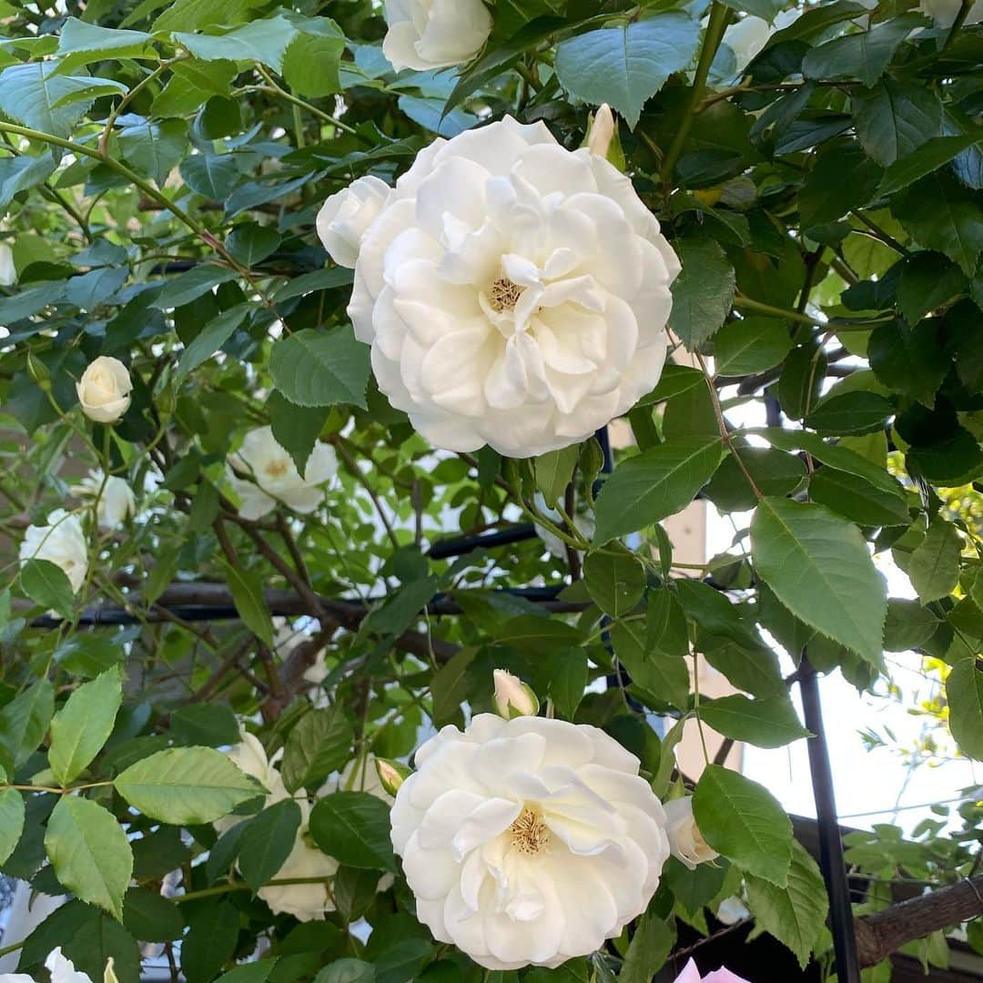 水木一郎さんのインスタグラム写真 - (水木一郎Instagram)「一昨日撮り忘れていた白い薔薇。薔薇といえば赤も良いけど白い薔薇も綺麗だね。白い薔薇の花言葉は「純潔」 ちなみに白い薔薇の蕾の花言葉は「恋をするには若すぎる」 #薔薇  #Whiterose #白い薔薇  #花言葉  #純潔  #水木一郎  #ichiromizuki」5月8日 7時02分 - ichiromizuki