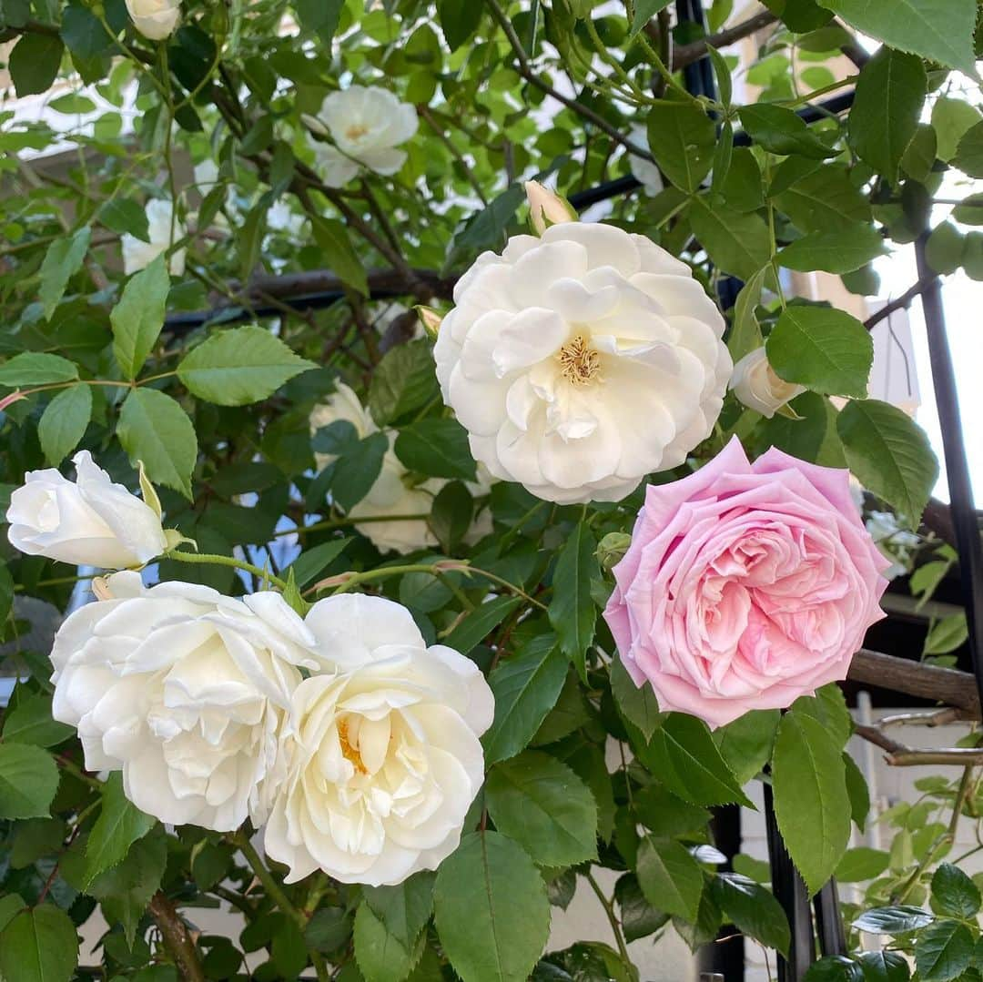 水木一郎さんのインスタグラム写真 - (水木一郎Instagram)「一昨日撮り忘れていた白い薔薇。薔薇といえば赤も良いけど白い薔薇も綺麗だね。白い薔薇の花言葉は「純潔」 ちなみに白い薔薇の蕾の花言葉は「恋をするには若すぎる」 #薔薇  #Whiterose #白い薔薇  #花言葉  #純潔  #水木一郎  #ichiromizuki」5月8日 7時02分 - ichiromizuki