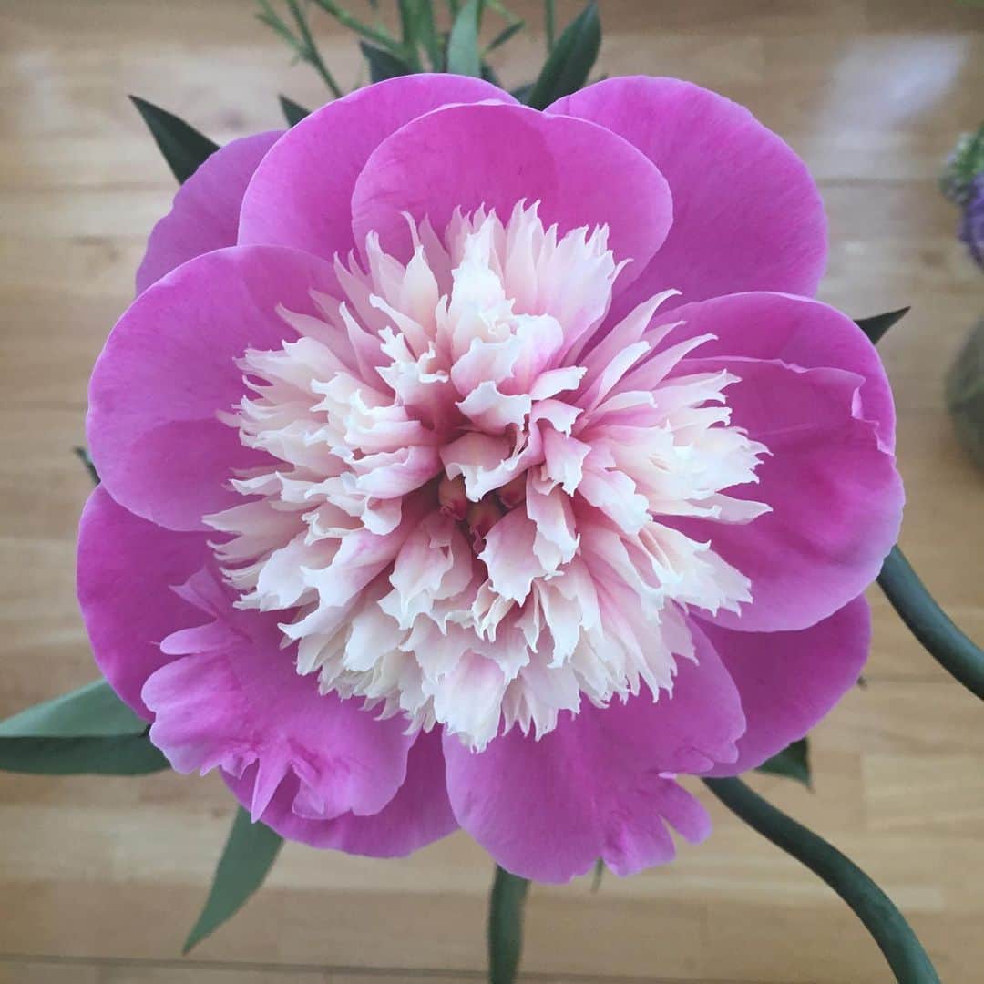 今村沙緒里のインスタグラム：「ピンクの芍薬★ 咲きました！ 美しくて、かっこいいー。 ・ Pink Peony！！ so beautiful🦋 ・ #flower #peony #cute #꽃 #아름다운 #花 #芍薬 #ピンク #きれい」