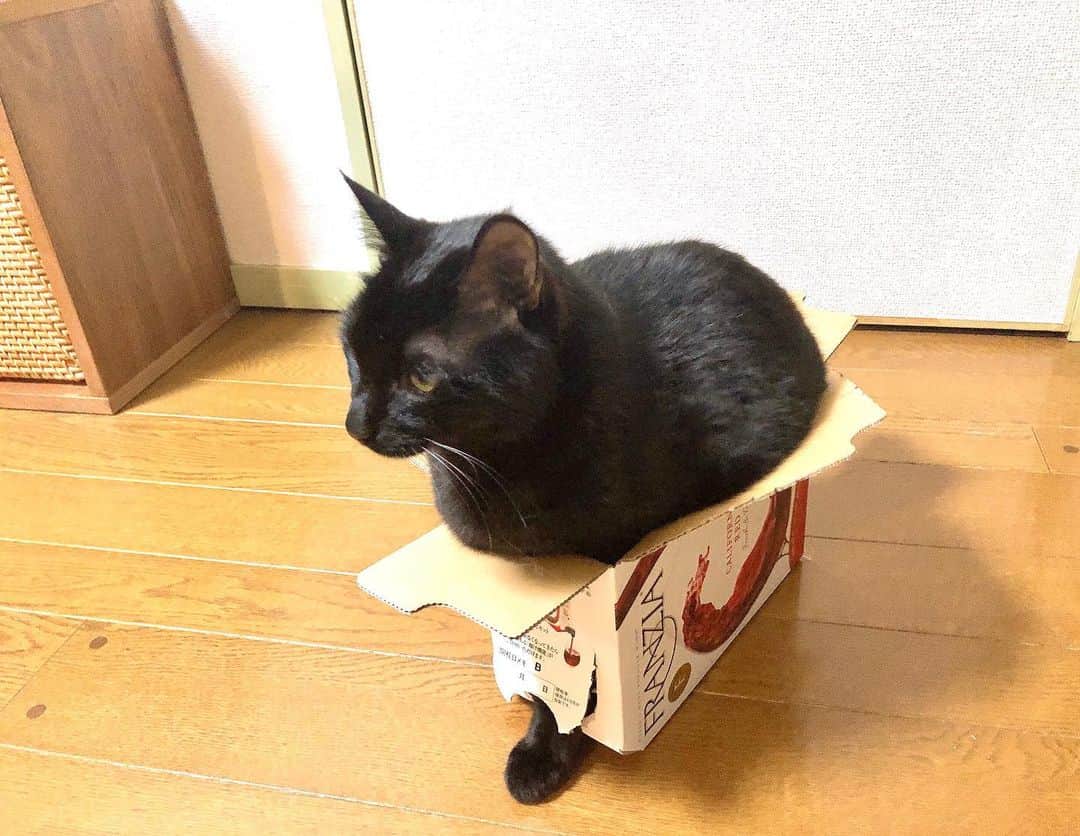 辻本耕志さんのインスタグラム写真 - (辻本耕志Instagram)「埋もれて安心のごまちゃん、身体が入らない麦は足も少し出す。 今日は気持ちの良い天候だったので、この子達を洗ってあげました。 #猫　#ねこ　#ネコ　#cat #ごま　#むぎ　#ダンボール」5月8日 17時00分 - tsujimotokouji