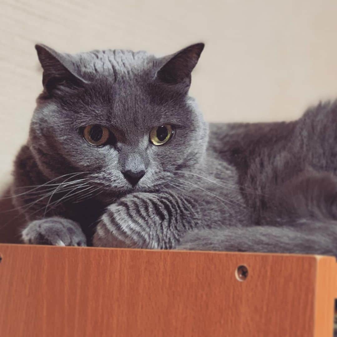 チキン南蛮カレーのルウ王子のグルメインスタ