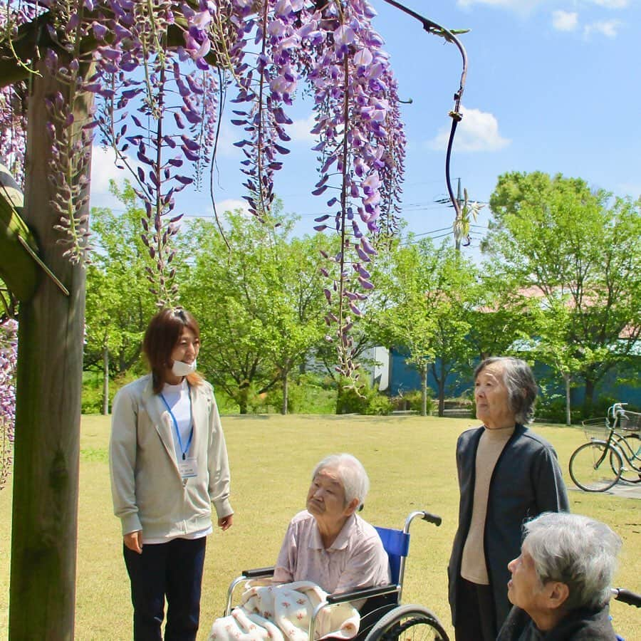 平成医療福祉グループさんのインスタグラム写真 - (平成医療福祉グループInstagram)「おうち時間に季節の花を楽しみませんか🌷 グループ施設・病院に咲いた花をご紹介いたします🤗 --- 期間限定企画 「HMW花ごよみ」 第1回【横浜エリア施設の花】 --- 今回は、横浜市にある当グループ施設に咲いた多彩な花々をご紹介します😉 -- 【写真①②③ヴィラ泉】 敷地内にある見事な藤棚！ 桜と入れ替わりで花が満開になったそうです✨利用者さんたちも散歩時に楽しまれています☺️ -- 【写真④⑤⑥ヴィラ都筑】 きれいに咲いたのはディモルフォセカとオオムラサキツツジ、施設に彩りを加えています🌼さらに、最近完成した日本庭園風のメダカ池にはきれいなジャーマンアイリスが😍 -- 【写真⑦⑧⑨ヴィラ南本宿】 立派な施設のお庭に咲いたのは金魚草❤️かわいらしいフォルムが特徴的ですね😀パンジーやマーガレットのほかに、サツキやツツジも咲き誇り、みなさんの目を楽しませているそうです✨ -- 次回の更新もお楽しみに🌹 --- #平成医療福祉グループ #HMW #花ごよみ #絶対に見捨てない #医療 #福祉  #ヴィラ泉 #ヴィラ都筑 #ヴィラ南本宿 #横浜市 #特別養護老人ホーム #ショートステイ #デイサービス #リハビリテーション #インスタ花見 #おうち花見 #季節の花々 #季節の花を楽しむ #花壇の花 #庭の花々 #藤棚 #ディモルフォセカ #オオムラサキツツジ #ジャーマンアイリス #金魚草 #パンジー #マーガレット #おうち時間 #家にいよう #春の花がたくさん ✨」5月8日 17時59分 - hmw_group