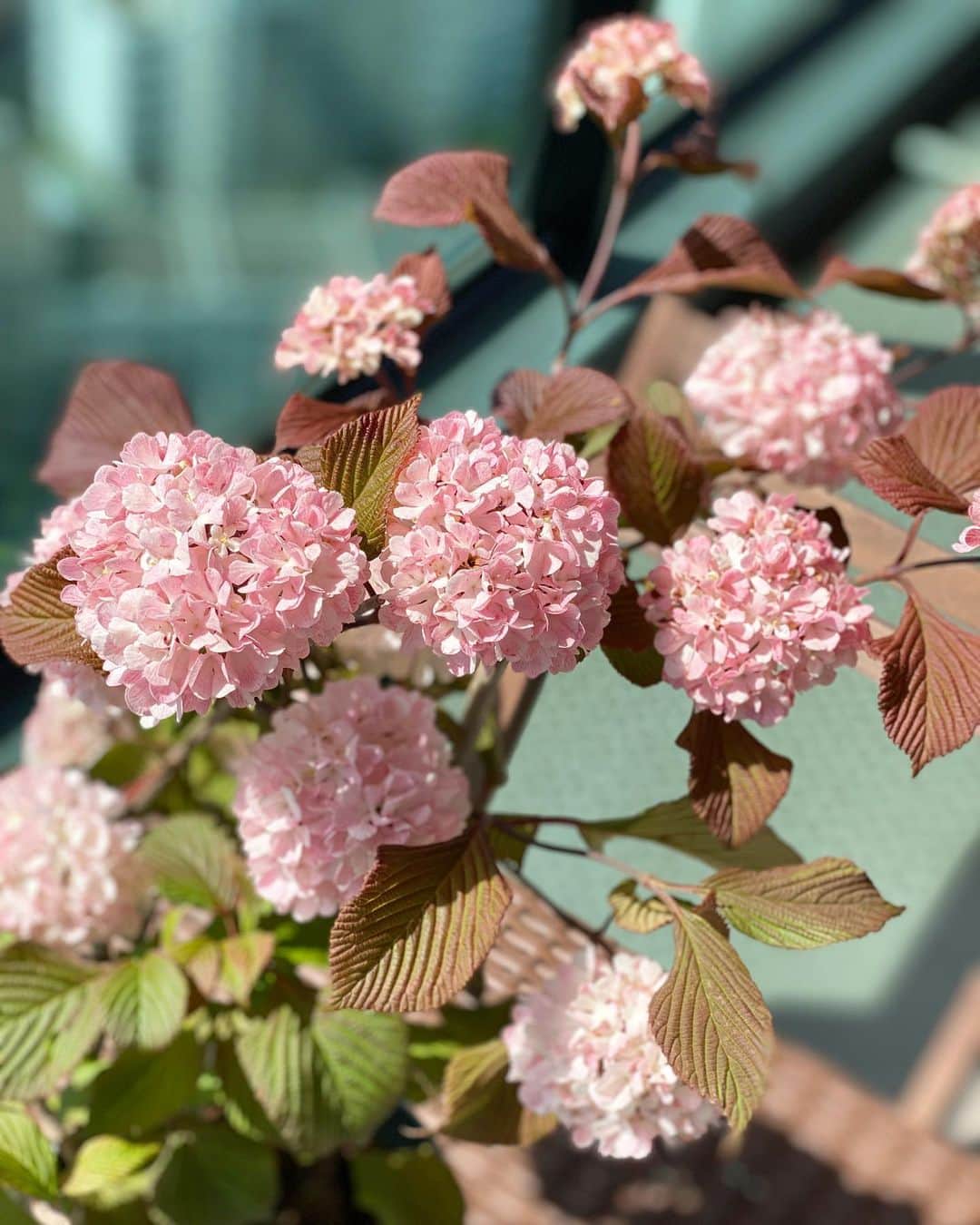 田中雅美さんのインスタグラム写真 - (田中雅美Instagram)「昨日、お仕事で事務所に行った帰り際に近所のお花屋さんでそこのオーナーさんにお会いできて、、、 ・ ・ そしたらオーナーさんが、これあげるよと、淡いピンクのとても可愛いお花鉢「ピンクオオデマリ」をくださいました。 ・ ・ 日常品のお買い物にしか行けてなかったし、人との触れ合いが難しい今、もちろん長話をすることはなくソーシャルディスタンスを取りながらだけども、、、 ・ ・ オーナーさんのその気持ちがとても嬉しくて、可愛いお花に心癒されました。 ・ ・ サボテンをいくつも枯らしてしまった過去がありますが(・Д・) 大切にしたいと思います。 ・ ・ #ピンクオオデマリ #癒される #淡いピンクの花 #サボテンを枯らしてしまうが #ちゃんと育てられるのか #不安だけど #大事にします」5月8日 9時12分 - tanakamasami_official