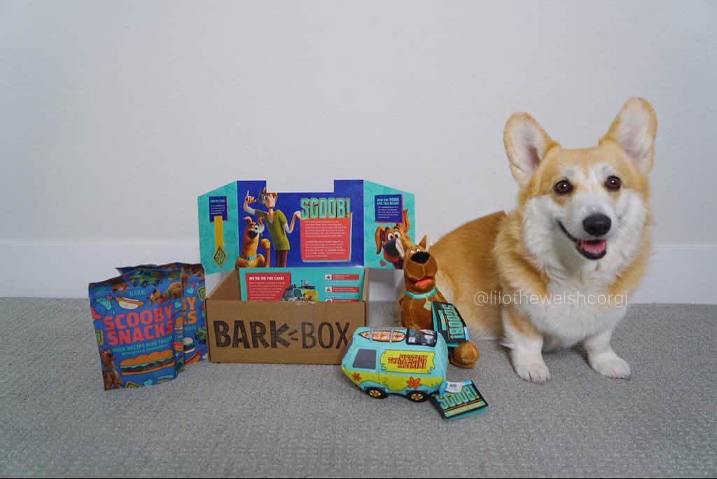 Liloさんのインスタグラム写真 - (LiloInstagram)「Jinkies I’m pawesitively excited for the release of @scoob coming out May 15th. I already got my scooby snacks ready for the movie from @barkbox woof! #scoob」5月8日 9時35分 - lilothewelshcorgi