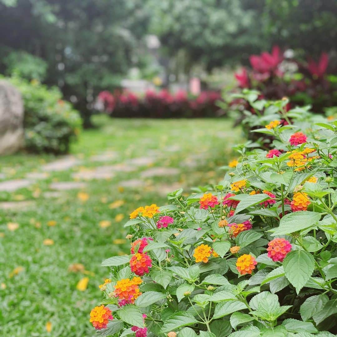 亜里沙さんのインスタグラム写真 - (亜里沙Instagram)「早安☀️喜歡台北的自然🌳 #alisa_in_taiwan ...最近我的房間裡有昆蟲😟 台北の緑、南国っぽくて好きなんだ。 お花🌺と鳥🦆も鮮やかで綺麗だよ。 最近の悩みはお部屋に虫🐜が出てきた事。 「あつまれ！むしの部屋」 #あつむし」5月8日 10時12分 - alisa_0302