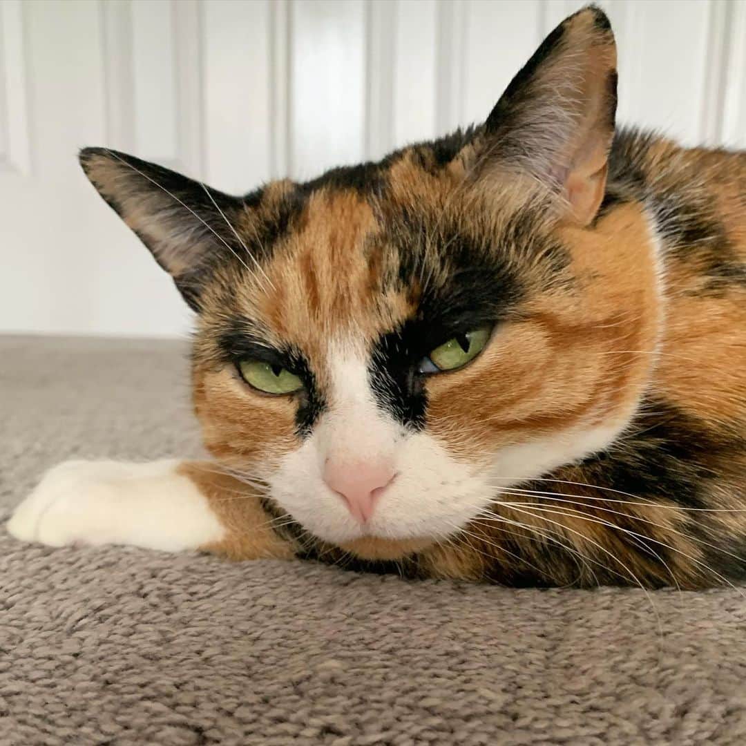 リリーのインスタグラム：「Isn’t it time for you to leave the house yet? . . . . #lillycrazyeyes #quarantine #stayhome #catsofinstagram #9gag #calico #instacat #meowstagram #meow #meowdel #instacalico #calico  #Thursday」