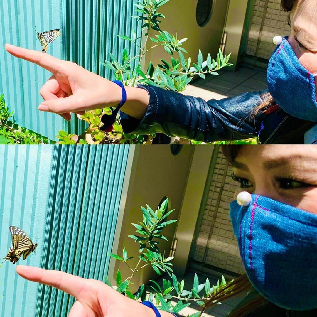 重太みゆきさんのインスタグラム写真 - (重太みゆきInstagram)「先日、蝶🦋とも目が合うマスク😷投稿してました @shigetamiyuki😀が、 まさかの予言みたいなことに！さっき本当に、蝶さんが来ちゃった🦋びっくり❣️❣️❣️❣️奇跡すぎる❗️❗️ 人に会うのを95%減にして寂しい気分で生活していたら、自然界の生き物達が心配して、わたしの様子を見に来てくれるようになりました🐛#tweedia #本当に蝶が来ちゃった！#重太みゆき #印象評論家 #印象道®︎ #奇跡の一枚」5月8日 12時08分 - shigetamiyuki