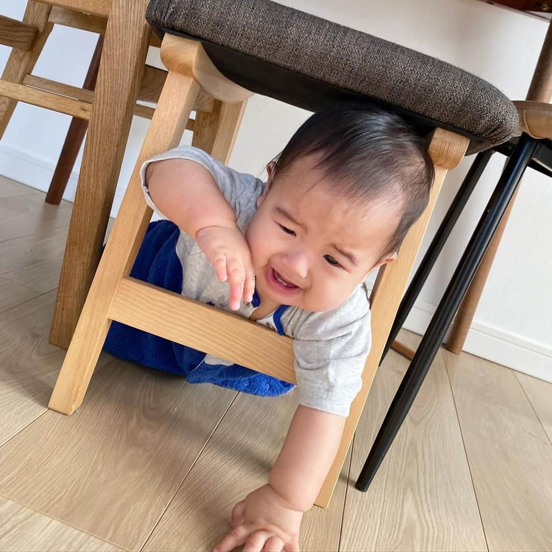 伊藤春香さんのインスタグラム写真 - (伊藤春香Instagram)「勇しくはいはいしてたら﻿ 椅子から抜けられなくなって﻿ 焦る人。﻿ ﻿ （ちゃんと自力で脱出。えらい！）﻿ ﻿ #生後7ヶ月 #成長の記録 #赤ちゃん写真 #おうち探検隊 #男の子ベビー #0歳児」5月8日 12時09分 - ha_chu