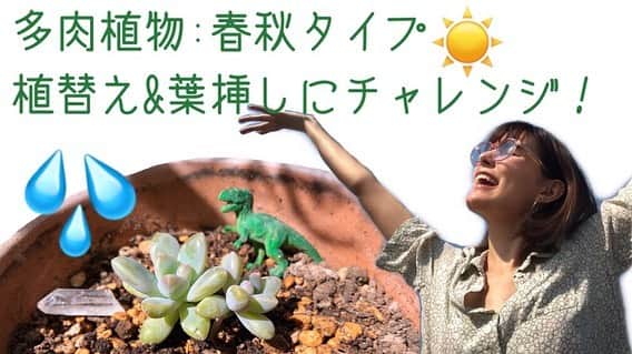 ケリーアンのインスタグラム：「今週は実写動画！🌱☀️ 植替え時期なので🏡おうち時間中にチュートリアル撮ってみました🤗みてね YouTubeリンクはBioとStoryにて！ [多肉植物]グラプトペタルムの植替え＆葉挿し[多趣味]」