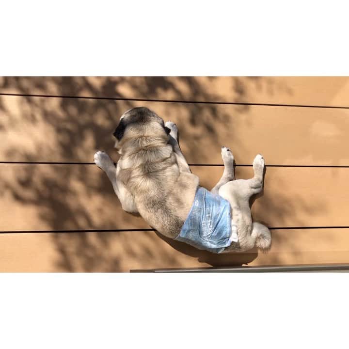 八兵衛のインスタグラム：「Hello May🌿 May7,2020 * * *  #ほぼ黒パグ #おじいちゃん犬 #pug #puggy #puglife #puglove #petstagram #pugstagram #pugsofinstagram #pugs #dog #ふわもこ部  @igersjp #IGersJP #east_dog_japan #pecoイヌ部 #八兵衛 #はちべえ #朝ワンコ夕ニャンコ」