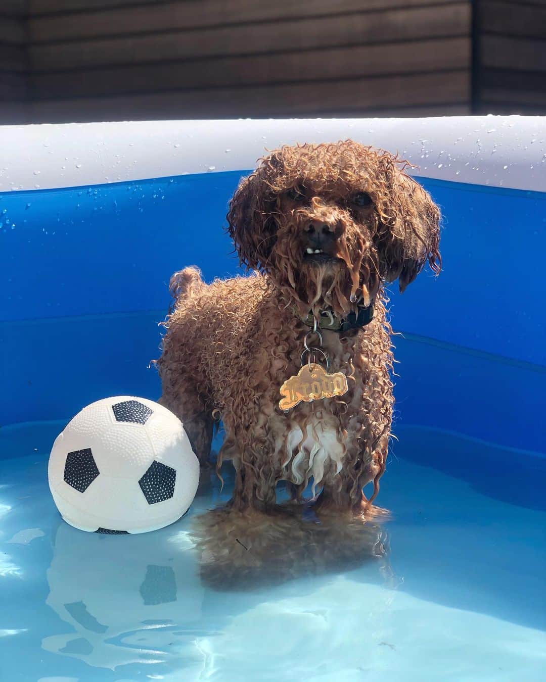 トーライ・ケリーのインスタグラム：「pool day😍 (someone needs a haircut lol)」