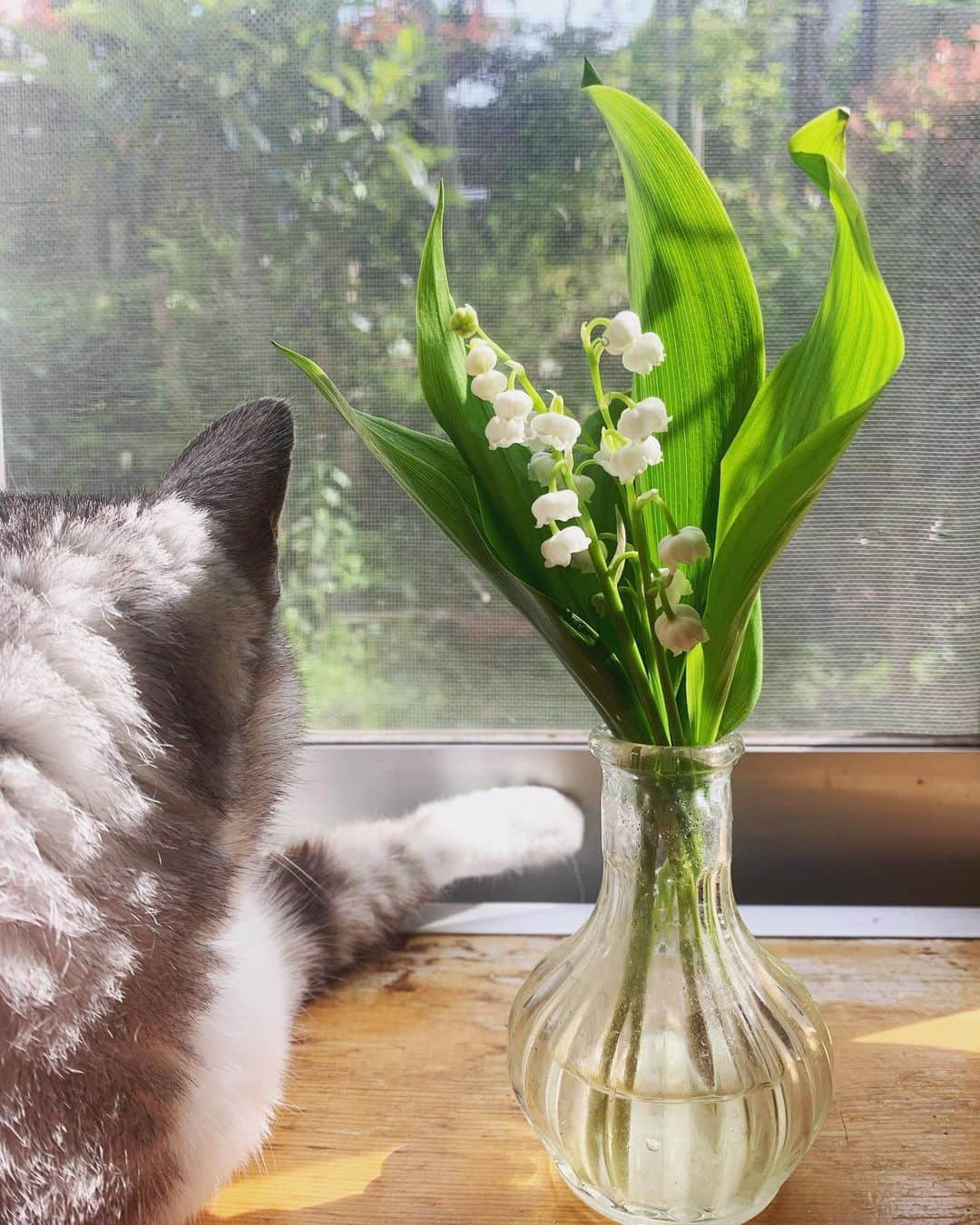 のインスタグラム：「5月1日はすずらんの日で、今年は飾れないかなぁ、と思っていたら、当日に加藤くん @the.daffodils.flowershop がお花の配達とともに届けてくれた。いい香りだったな。 ありがとね。」