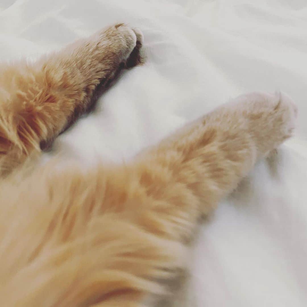 松井玲奈さんのインスタグラム写真 - (松井玲奈Instagram)「猫の尊い脚(後脚)」5月8日 18時24分 - renamatui27