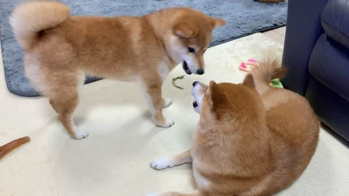 豆柴 サニーちゃんのインスタグラム