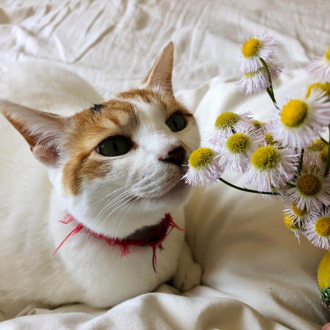 池田有希子のインスタグラム：「お散歩のお土産ですよ。  #catstagram #springflowers」