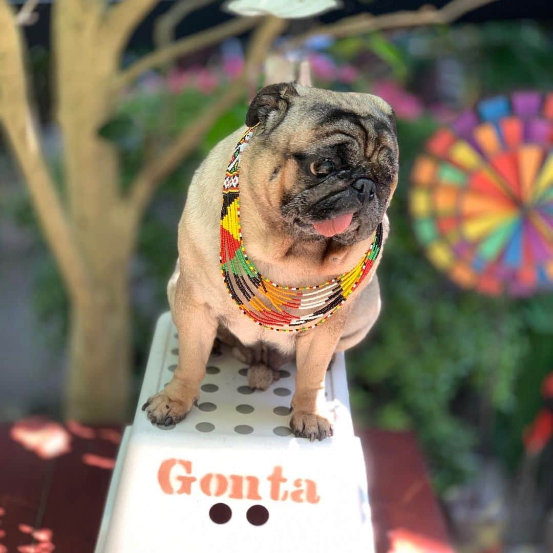 gontaさんのインスタグラム写真 - (gontaInstagram)「I can't play outside. I want to ride a skateboard.🛹#keelyafternoontea #Gonta2#speakpug #smilingpugs #pug #loveislove #love #pugsofinstagram #zerozeropug #pugshit #worldofpug」5月8日 14時40分 - gehhah