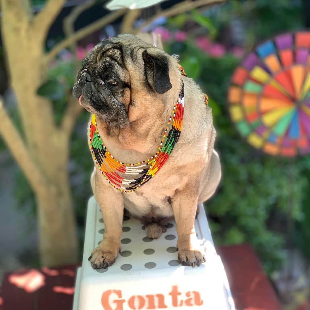 のインスタグラム：「I can't play outside. I want to ride a skateboard.🛹#keelyafternoontea #Gonta2#speakpug #smilingpugs #pug #loveislove #love #pugsofinstagram #zerozeropug #pugshit #worldofpug」
