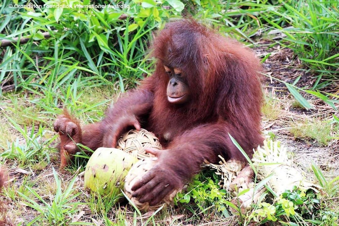OFI Australiaさんのインスタグラム写真 - (OFI AustraliaInstagram)「The OFI enrichment team work so hard making items for 300 orangutans every day to keep their minds active and stimulated. Little orphan infant Proudfoot seems to particularly love these rattan balls which contain lovely surprise treats like peanuts and popcorn!  ____________________________________ 🐒 OFIA Founder: Kobe Steele 💌 kobe@ofiaustralia.com | OFIA Patron and Ambassador: @drbirute @orangutanfoundationintl www.orangutanfoundation.org.au 🐒  #orangutan #orphan #rescue #rehabilitate #release #BornToBeWild #Borneo #Indonesia #CampLeakey #orangutans #savetheorangutans #sayNOtopalmoil #palmoil #deforestation #destruction #rainforest #instagood #photooftheday #environment #nature #instanature #endangeredspecies #criticallyendangered #wildlife #orangutanfoundationintl #ofi #drbirute #ofiaustralia」5月8日 14時44分 - ofi_australia