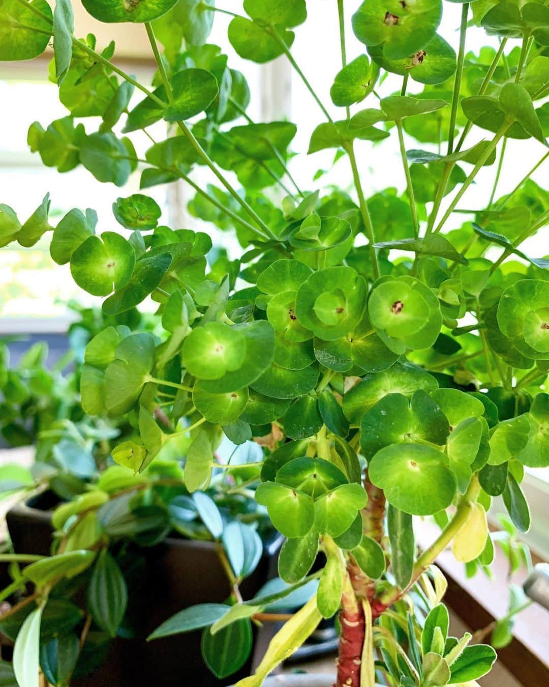 のインスタグラム：「今日の仕事部屋🌿🌿🌿 気持ちいい風が入ってくる。 と思っていたら、 強風になってきた。」
