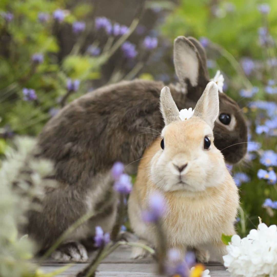 yun.ゆんさんのインスタグラム写真 - (yun.ゆんInstagram)「march.lemon🐻🍋＋cotton. 💭 お花に囲まれて野ウサギみたいなマーモン。🌼 . . 毎年、お花の咲く量が増えてきてて、今年はモリモリです。🌼 . もう少ししたら…虫が心配🐛 . ♪ ♪ ♪  #うさぎ#ウサギ#ネザーランドドワーフ#ZIP写真部#レモン#ふわもこ部#マーチ#にわんぽ#花とうさぎ #rabbits#rabbitsofinstagram #rabbitstagram #petstagram #march#instapet#cutepetclub #instarabbit #bunnies #bunnylove #lapin #pecotv #WeeklyFluff #lemon #netherlanddwarf #dailyflufffeature#pecotv」5月8日 15時57分 - march.lemon