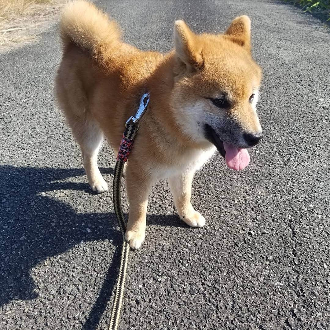 柴犬たま Shibainu Tamaのインスタグラム