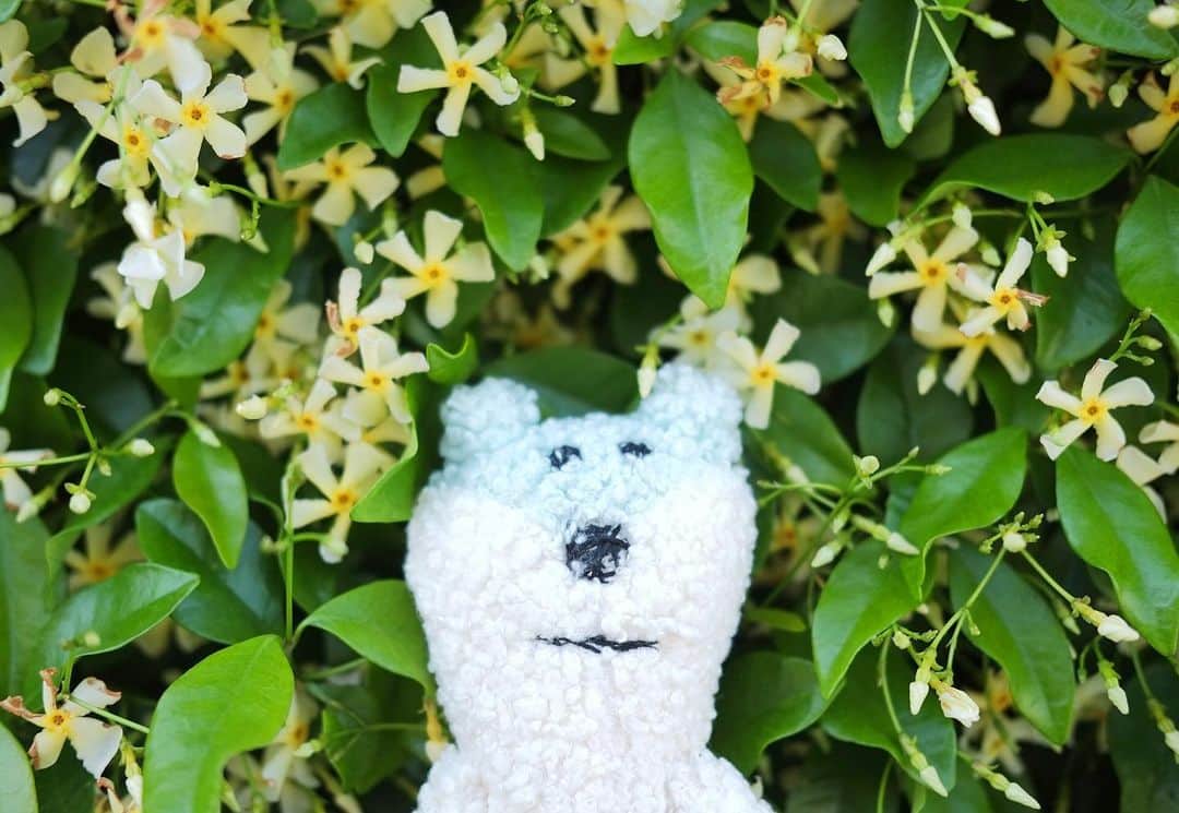 のインスタグラム：「毎年、平気な顔で花が咲く。」