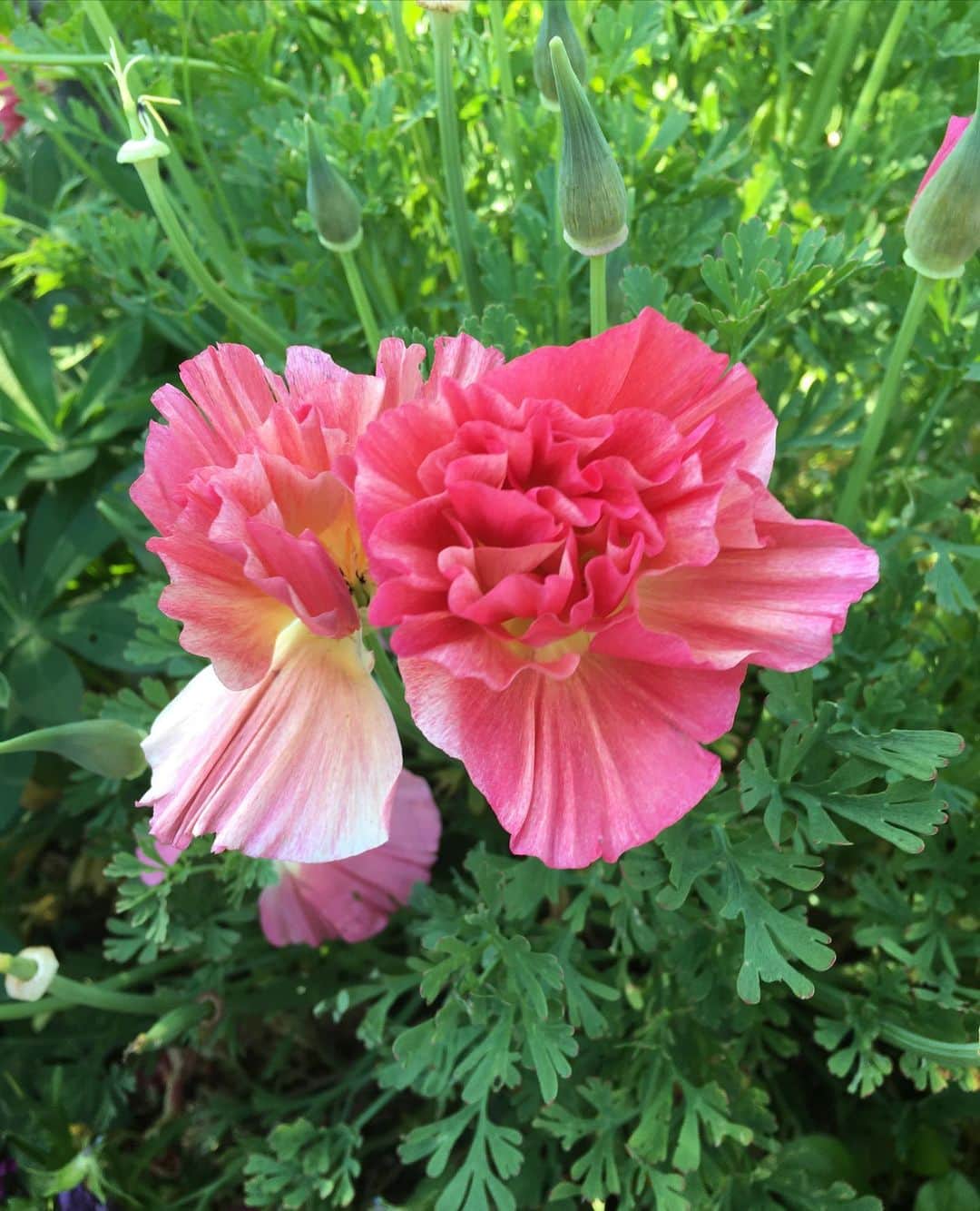 小橋めぐみのインスタグラム：「薔薇咲く五月の、 晴れた午後に。」
