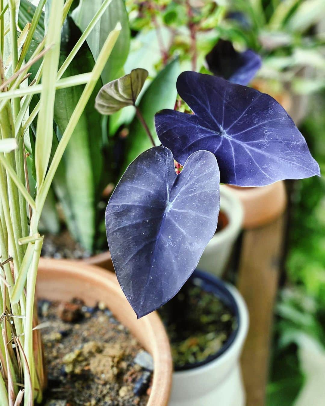 鄭碧瑩のインスタグラム：「Best quality plants and support from Sandy. So glad I waited for this one. I mean, just look at that color!  Submerging in water ‘cos I can’t be arsed to wait for CB to end to get Abate mozzie granules. Just need to wait for the water to dry out in between. . . . .  #plantstagram #plantsofinstagram #houseplants #plantsmakepeoplehappy #botanical #instaplants #plants #foliage #leaf #plantflife #springintoplants #plantlady #plantpotters #crazyplantlady #houseplantclub #helloplantlover #plantshelfie #houseplantsofinstagram #houseofplantlovers #junglecollective #vsco #vscogram #vscocam #vscogrid #vscoplants #balconygarden #colocasia #colocasiablackcoral #stayhome #sgcircuitbreaker」