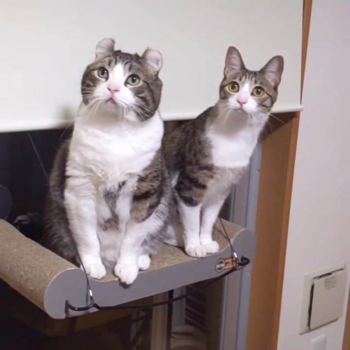 スノーのインスタグラム：「There is a fly in the house! Do we look similar than before?😅 • #stayhome #meowed #catsofinstagram #cats_of_instagram #catstagram #catofinstagram #instagood #cat #cats #kucing #gato #chat #catloversclub #catlover #9gag #weeklyfluff #kedi #katze #kawaii #neko #instagramjapan #고양이 #кот #แมว #猫 #ふわもこ部 #ペコねこ部」