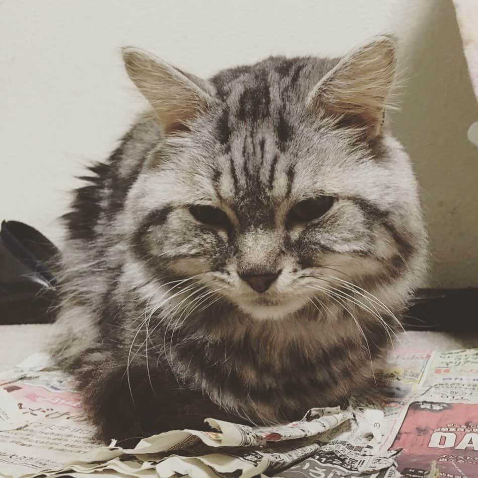 奥山レイカのインスタグラム：「ぐちゃぐちゃにされてたけど、すんごい満足気🙄  #ねこすたぐらむ #ねこ #cat #おうち時間 #いえねこ #ねこと一緒 #ねこ好き」