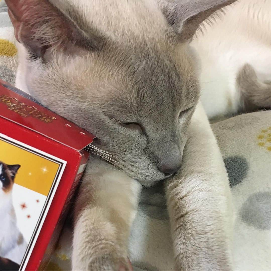 谷本貴義のインスタグラム：「今日は修理しようと思って分解していたミキサーを、やっぱ面倒だから処分しようと思って、とりま処分する方向でザックリ組み立てなおして、試しに電源を入れてみたら、普通に使えたよ。なんでだろうね、きっと壊れてなかったんだね。  #ネコ部」
