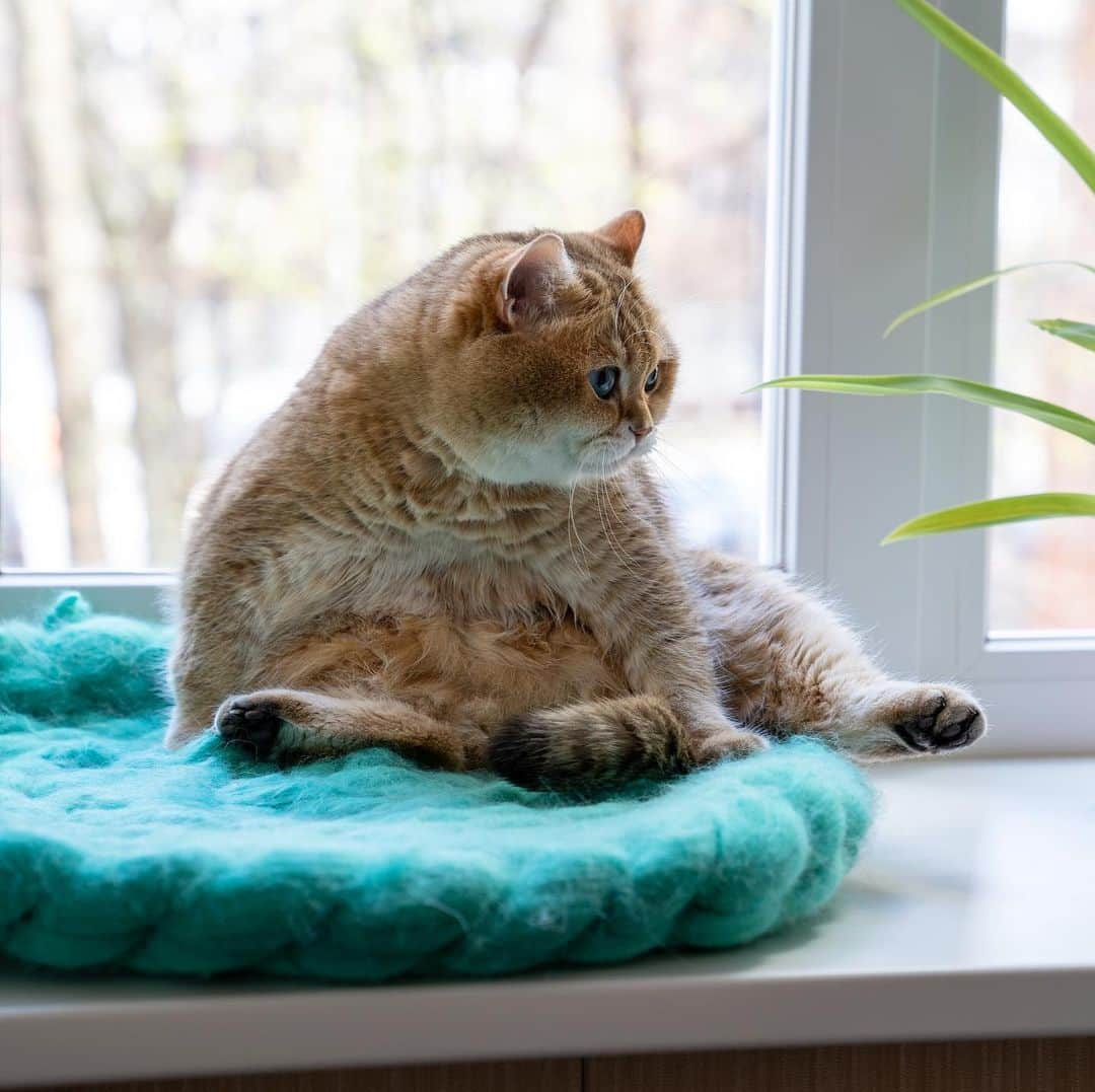 Hosicoさんのインスタグラム写真 - (HosicoInstagram)「Spring - cats yelling under the window 🐈 Look in my stories what I saw on the street.」5月8日 18時59分 - hosico_cat